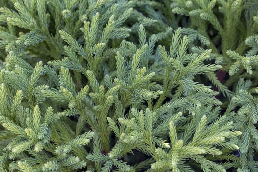 fresh fir/spruce,pine/ branch  tree close-up. Christmas background