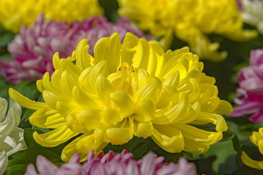 beautiful view of yellow chrysanthemum flower. close