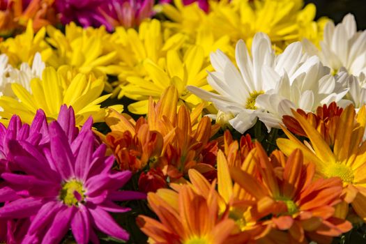 beautiful multicolored chrysanthemum flowers as background day view