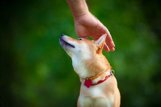 Shiba Inu puppy in the park. A hand is petting the top of his head.