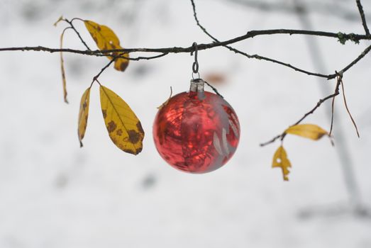 Red ball hanging on a branch in the woods, merry Christmas and happy new year
