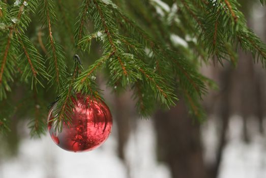 Red Christmas ball on snowy tree branch. Christmas tree in winter forest. Christmas background. Happy New year