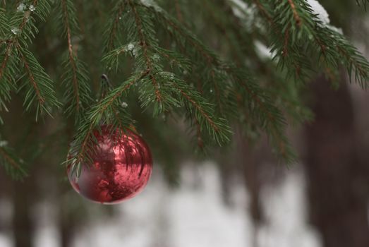 Red Christmas ball on snowy tree branch. Christmas tree in winter forest. Christmas background. Happy New year