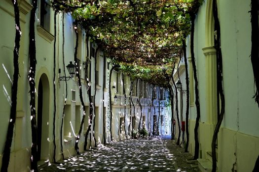 Sunny Bunnyes on the street covered by grape leaves, Jerez de la Frontera, Andalusia, Spain,
