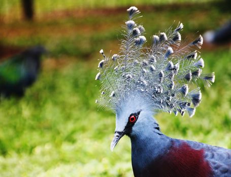Western crowned pigeon ,common crowned pigeon or blue crowned pigeon