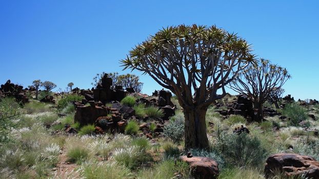 Quiver tree or kokerboom forest near Keetmanshoop, Namibia