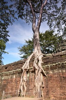 Classical picture of Ta Prohm Temple, Angkor, Cambodia