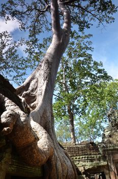 Classical picture of Ta Prohm Temple, Angkor, Cambodia