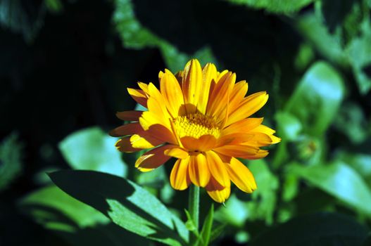 Sunny bright yellow flower among the emerald greens