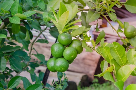 Lime green tree hanging from the branches of it