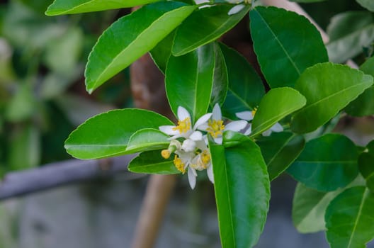 Lime flowers, lemon blossom on tree among green leaves