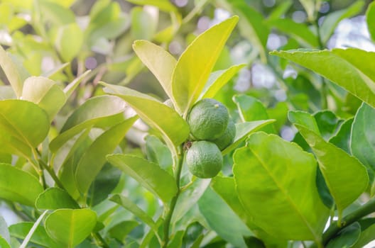 Lime green tree hanging from the branches of it
