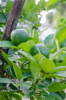 Lime green tree hanging from the branches of it