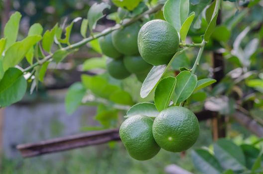 Lime green tree hanging from the branches of it