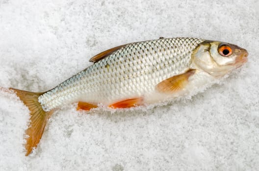 Roach caught by a fisherman lying on the ice close up