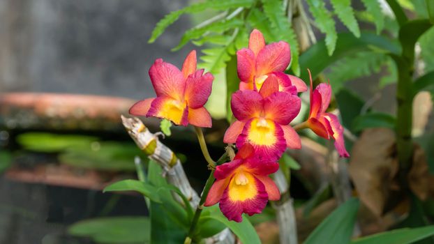 Close up of beautiful orchids blooms in garden