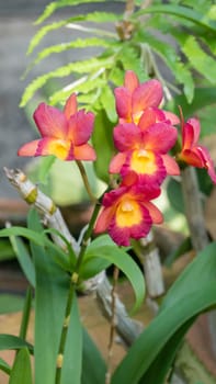 Close up of beautiful orchids blooms in garden