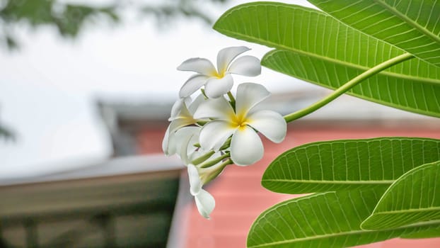 White and yellow Plumeria ( frangipani flowers ) in garden