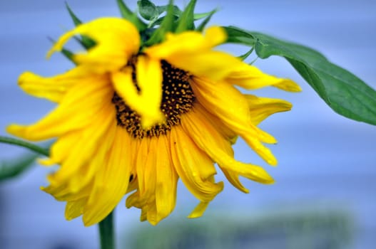 yellow sunflower with rain drops against the sky