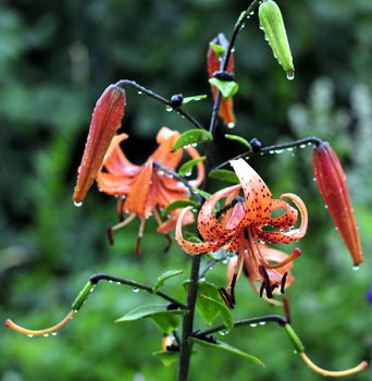 orange tiger lilies with rain drops in garden