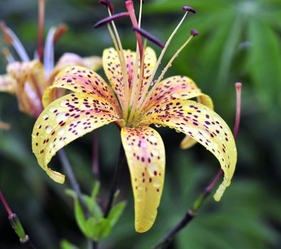 yellow tiger lilies with rain drops in garden