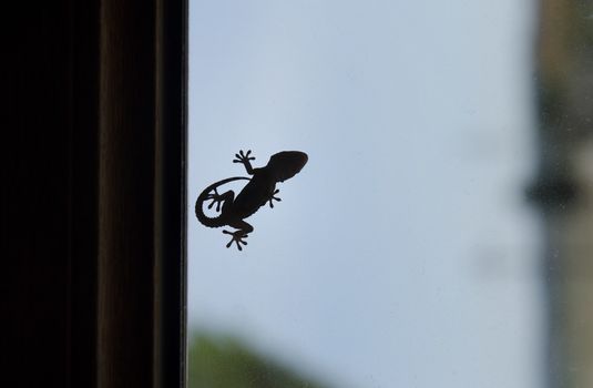 Shape of a small gecko on window