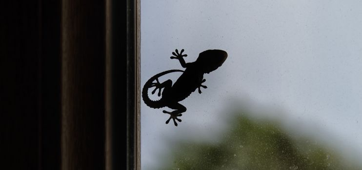 Silhouette of a small gecko on window