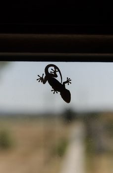 Template of a small gecko on window