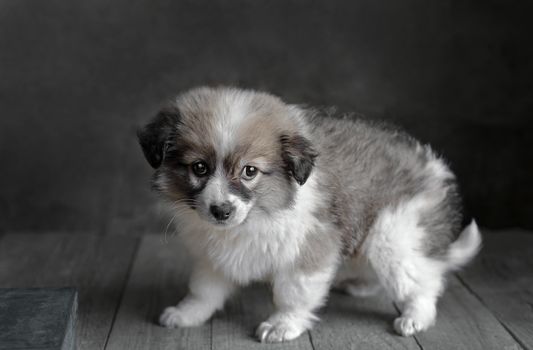 Little puppy standing on old wooden surface. Dark grey background, selective focus.