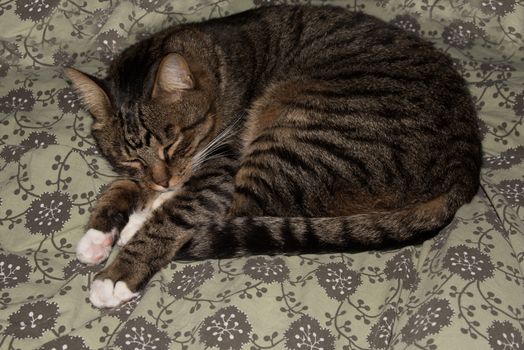 Cat, resting cat on a sofa in blur background, cute funny cat close up, domestic cat, relaxing cat, cat resting, cat playing at home, elegant cat