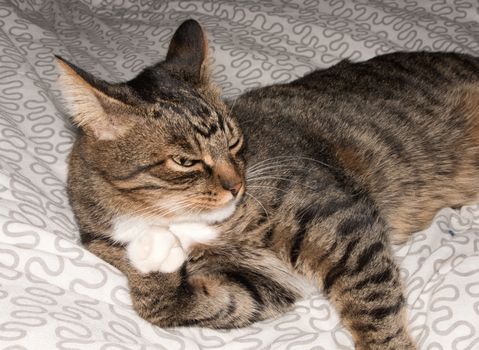 Cat, resting cat on a sofa in blur background, cute funny cat close up, domestic cat, relaxing cat, cat resting, cat playing at home, elegant cat