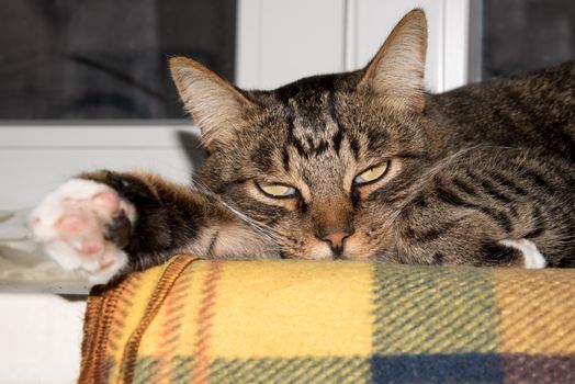 Cat, resting cat on a sofa in blur background, cute funny cat close up, domestic cat, relaxing cat, cat resting, cat playing at home, elegant cat