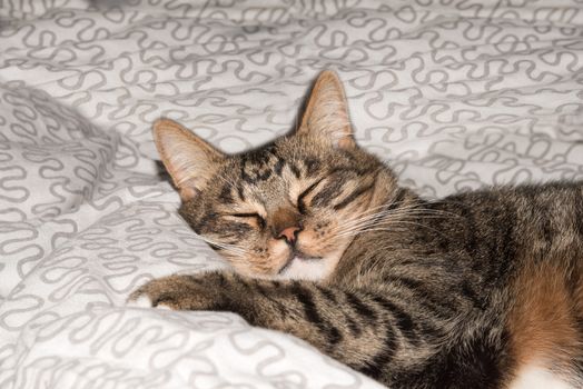 Cat, resting cat on a sofa in blur background, cute funny cat close up, domestic cat, relaxing cat, cat resting, cat playing at home, elegant cat