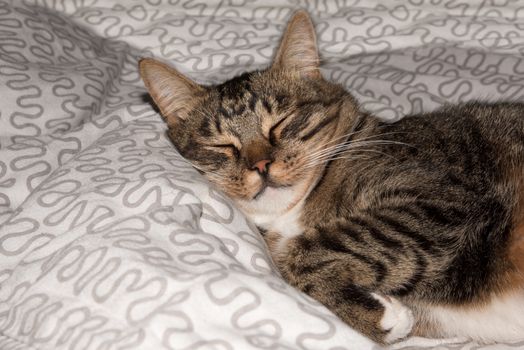 Cat, resting cat on a sofa in blur background, cute funny cat close up, domestic cat, relaxing cat, cat resting, cat playing at home, elegant cat