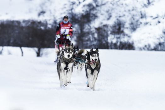 SARDIERES VANOISE, FRANCE - JANUARY 18 2016 - the GRANDE ODYSSEE the hardest mushers race in savoie Mont-Blanc, Jean COMBAZARD, french musher, Vanoise, Alps