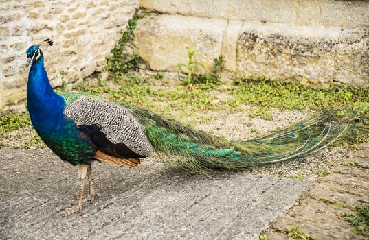 beautiful Blue Peacock in a small English village, UK