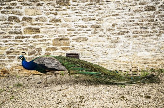 beautiful Blue Peacock in a small English village, UK