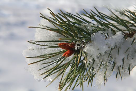 branches of fir tree strewn lightly with snow in January