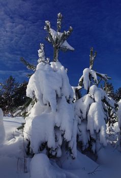 branches of fir tree strewn lightly with snow in January