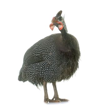 guinea fowl in front of white background
