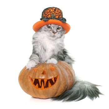 halloween pumpkin and cat in front of white background