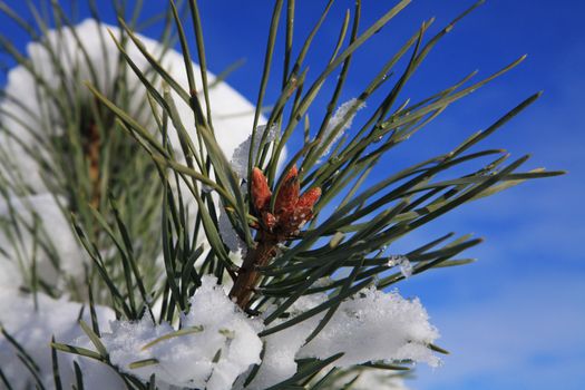 branches of fir tree strewn lightly with snow in January