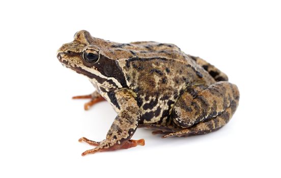 big brown frog on white background