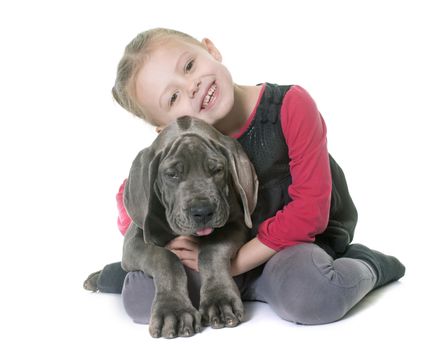 puppy great dane and child in front of white background