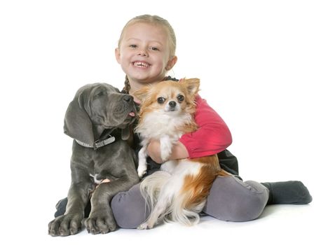 puppy great dane and child in front of white background