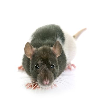 black and white rat in front of white background