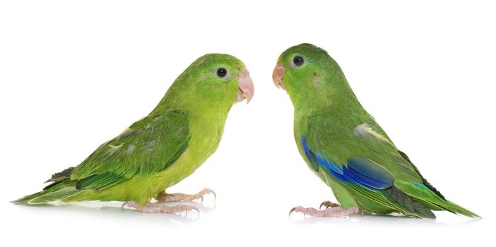 Pacific parrotlet in front of white background