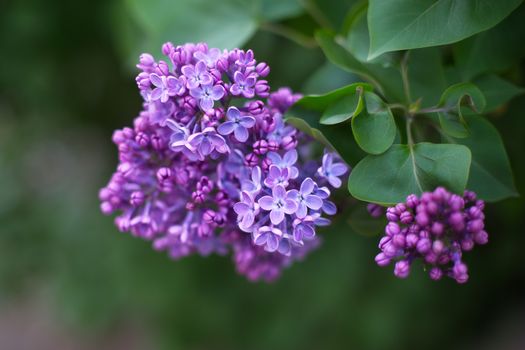 Beautiful purple lilac flowers outdoors.