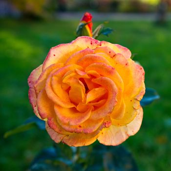 Beautiful rose flower in the garden retro color tone