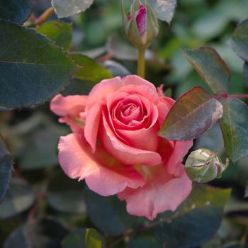 Beautiful rose flower in the garden retro color tone